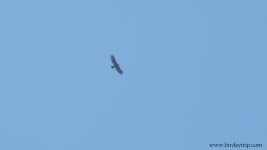 2019.04.03 Golden Eagle.JPG