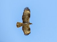 European Honey Buzzard Pernis apivorus  4th September 2017.jpg