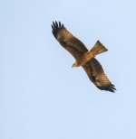 Buzzard 4th September 2018 group of 50.jpg