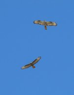 Buzzards 19th Sept 2016 2.jpg