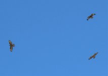 Buzzards 19th Sept 2016 3.jpg