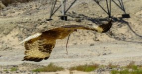 Honey Buzzard take off 2 1 may 2015.jpg