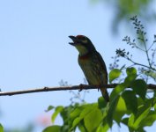 coppersmith barbet.jpg