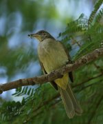 streak eared bulbul.jpg