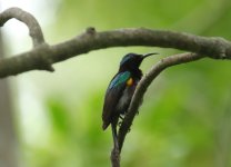 copper throated sunbird ymale.JPG