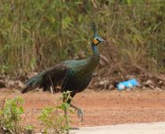 green peafowl.jpg