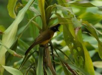 black crested bulbul.JPG