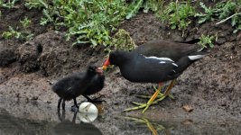 Moorhen and egg one.jpg