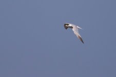 Forster's Tern.jpg