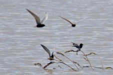 Black Tern (1).jpg