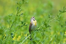 Dickcissel.jpg