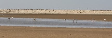 20190221 (10)_Greater_Flamingo.JPG