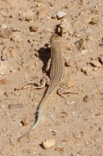 20190221 (11)_Lizard_sp.JPG