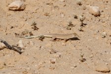 20190221 (13)_Lizard_sp.JPG