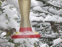 hummers in snow.JPG