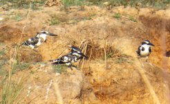 028B - Pied Kingfisher.JPG