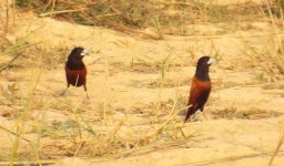 032 - Chestnut Munia.JPG