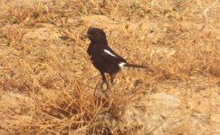 036B - Pied Bushchat.JPG