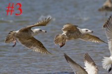 Gulls 03.jpg