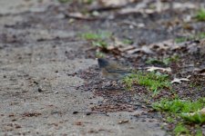 Dark-Eyed Junco.jpg