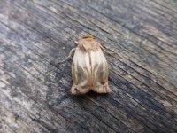 mystery moth.jpg