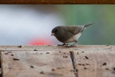 Dark-Eyed Junco (Oregon ssp).jpg