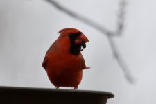 Northern Cardinal.jpg