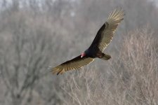 Turkey Vulture (1).jpg