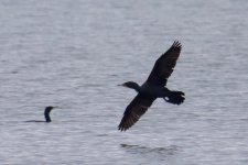 Double-Crested Cormorant (1).jpg