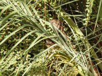 Kestrel chicks 2019 2nd June 2019 2.jpg