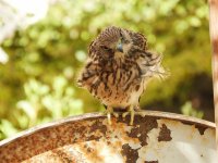 Kestrel chicks 2019 2nd June 2019 1.jpg