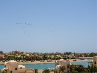 Great White Pelicans over El Gouna 2nd June 2019.jpg