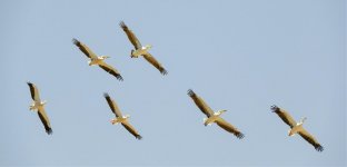 Great White Pelicans Pelecanus onocrotalus 2nd June 2019.jpg