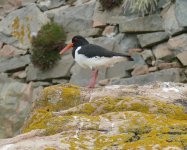 P1950746.jpeg    Oystercatcher 1..jpeg