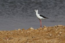 20190222 (8)_Black-winged_Stilt.JPG