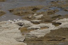 20190222 (15)_Sanderling.JPG