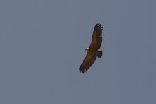 20190222 (20)_European_Griffon_Vulture.JPG