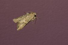 20190222 (29)_Moth_sp.JPG