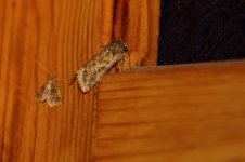 20190222 (30)_Moth_sp.JPG