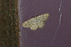 20190222 (31)_Moth_sp.JPG