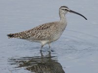 03 whimbrel.jpg