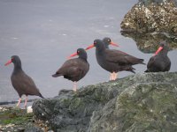 04 Oyster catchers.jpg