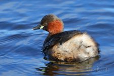 Little Grebe_x_11_3_2019_LM.jpg