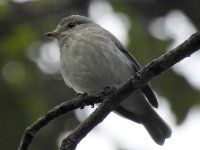 flycatcher ID M.JPG