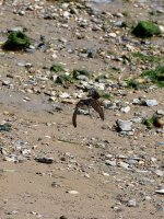 house martin carrying weeds.jpg