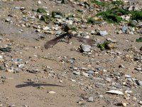 house martin with weed.jpg