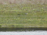 Wood Sandpiper.jpg