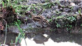 Jack snipe 13a.jpg