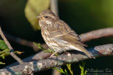 purple_finch6.jpg