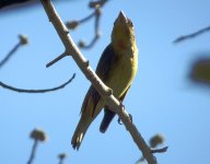 Tanager1.jpg